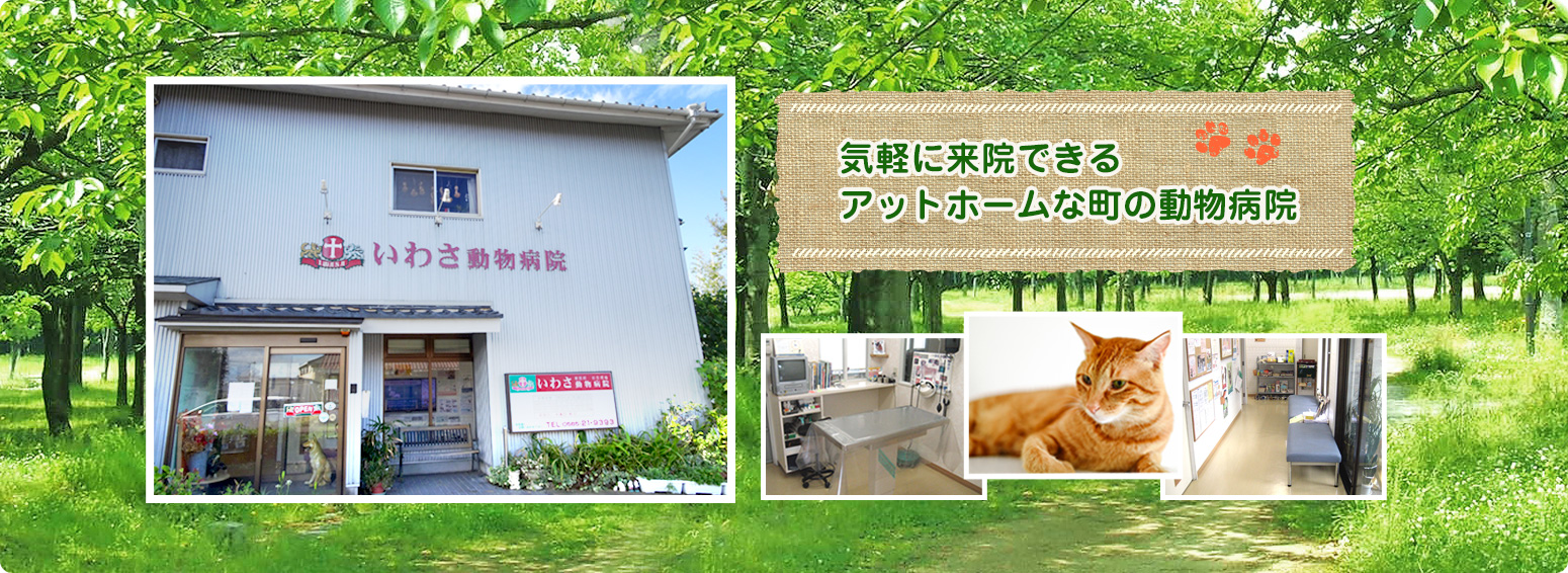 歯周病・歯肉炎・口内炎の予防なら愛知県豊田市のいわさ動物病院